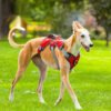City Clip Harness, product photograph