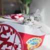 Champ Coussin, photographie du produit