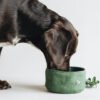 Fold Travel Bowl, product photograph