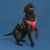Night Line Harness, product photograph