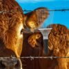 Shore Coat Comb, product photograph